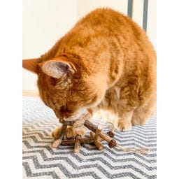 Aumüller Tandverzorgend Speelgoed - Duizendpoot - 1 stuk