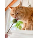 Aumüller Tandverzorgend Speelgoed - Lolly's - 1 set