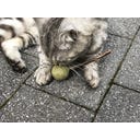 Aumüller Tandverzorgend Speelgoed - Lolly's - 1 set