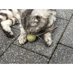 Aumüller Tandverzorgend Speelgoed - Lolly's - 1 set