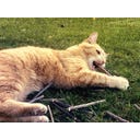 Tandverzorgend Speelgoed - Sticks,  Set van 10 - 1 set