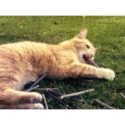 Tandverzorgend Speelgoed - Sticks,  Set van 10 - 1 set