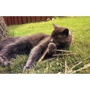 Tandverzorgend Speelgoed - Sticks,  Set van 10 - 1 set