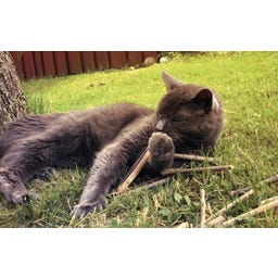 Tandverzorgend Speelgoed - Sticks,  Set van 10 - 1 set