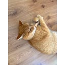 Tandverzorgend Speelgoed - Silver Vine Rol - 1 stuk