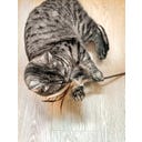 Tandverzorgend Speelgoed - Silver Vine Speeltje - 1 stuk