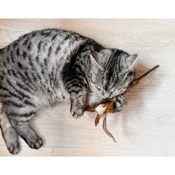 Tandverzorgend Speelgoed - Silver Vine Speeltje - 1 stuk