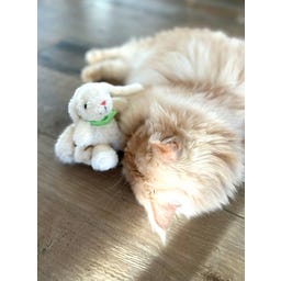 Hoppelhase Harry Katzenspielkissen mit grünem Tuch - 1 Stk