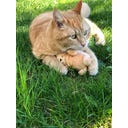 Aumüller Hase Baldi Bunny Katzenspielkissen - 1 Stk