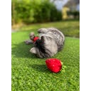 Gioco per Gatti - Fragole, Set di 2 Pezzi - 1 set