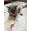 Gioco Dentale per Gatti - Pesciolini con Piume, Set di 2 Pezzi - 1 set