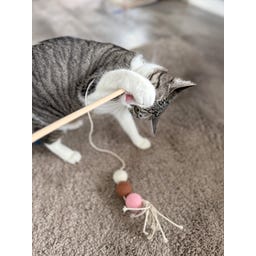 Aumüller Katzenspielangel Filoa - 1 Stk