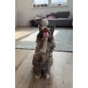 Aumüller Katzenspielangel Filoa - 1 Stk