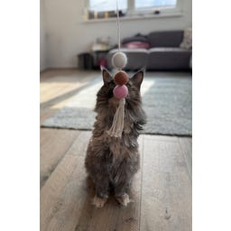 Aumüller Katzenspielangel Filoa - 1 Stk