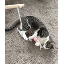 Aumüller Katzenspielangel Filoa - 1 Stk