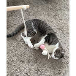 Aumüller Katzenspielangel Filoa - 1 Stk