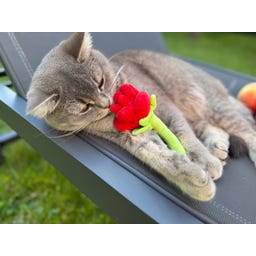 Aumüller Samtpfoten Rose Katzenspielzeug - 1 Stk