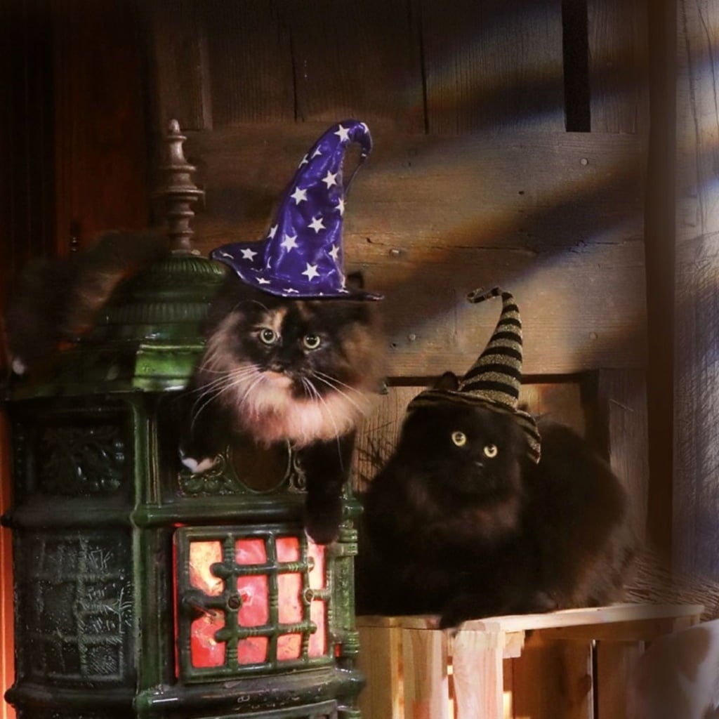 Croci Felpa X Hype 25 Cm - 22 G